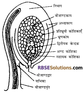 Rajasthan Board 12th Biology Book