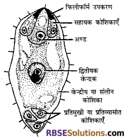 परागकण की संरचना RBSE Solutions For Class 12 Biology