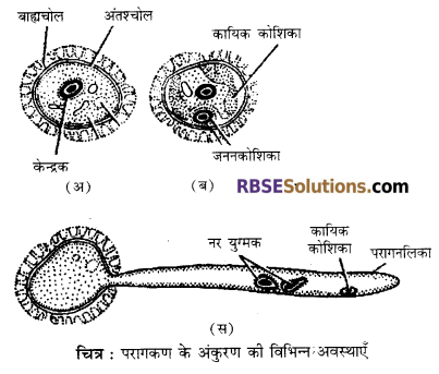 RBSE Solutions For Class 12 Biology