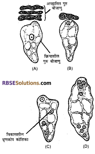 12th Biology Notes Pdf RBSE