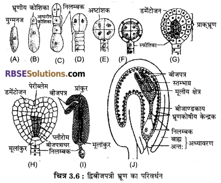 RBSE Class 12 Biology Notes Pdf Download Chapter 3