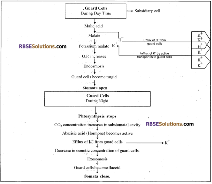Rbse Solutions For Class 12 Biology Chapter 7 Transpiration 5 – Rbse Guide