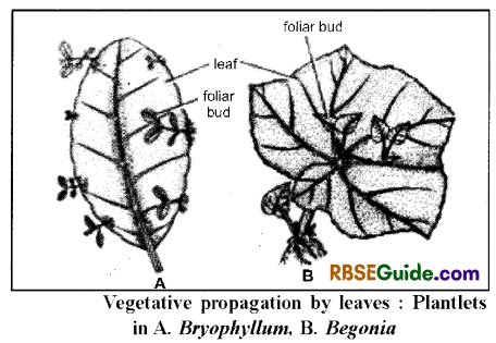 RBSE Class 12 Biology Notes Chapter 1 Reproduction in Angiospermic Plants 10