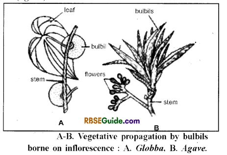 RBSE Class 12 Biology Notes Chapter 1 Reproduction in Angiospermic Plants 11