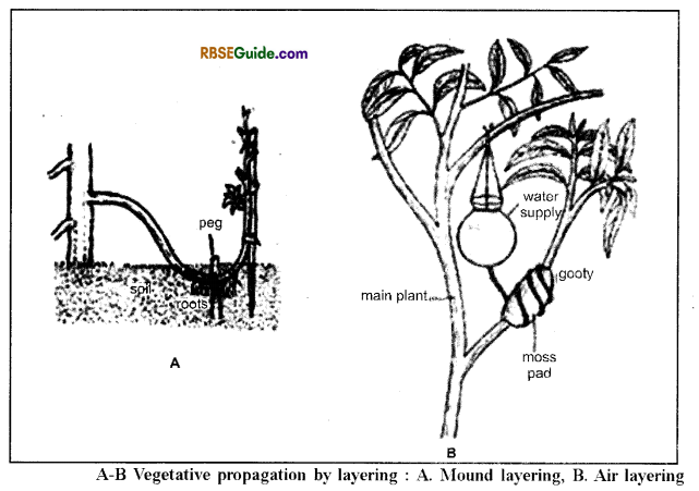 RBSE Class 12 Biology Notes Chapter 1 Reproduction in Angiospermic Plants 12