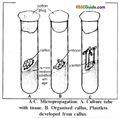 RBSE Class 12 Biology Notes Chapter 1 Reproduction in Angiospermic Plants 14