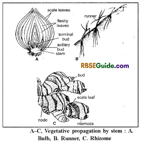 RBSE Class 12 Biology Notes Chapter 1 Reproduction in Angiospermic Plants 8