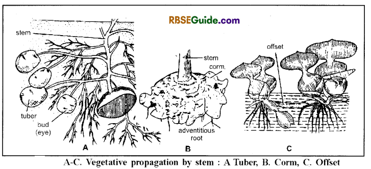 RBSE Class 12 Biology Notes Chapter 1 Reproduction in Angiospermic Plants 9