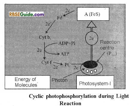RBSE Class 12 Biology Notes Chapter 10 Photosynthesis Notes 16