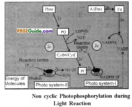 RBSE Class 12 Biology Notes Chapter 10 Photosynthesis Notes 17