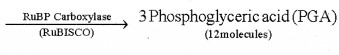 RBSE Class 12 Biology Notes Chapter 10 Photosynthesis Notes 20