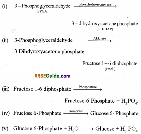 RBSE Class 12 Biology Notes Chapter 10 Photosynthesis Notes 23