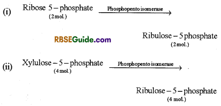 RBSE Class 12 Biology Notes Chapter 10 Photosynthesis Notes 30