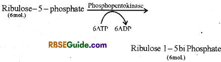 RBSE Class 12 Biology Notes Chapter 10 Photosynthesis Notes 31