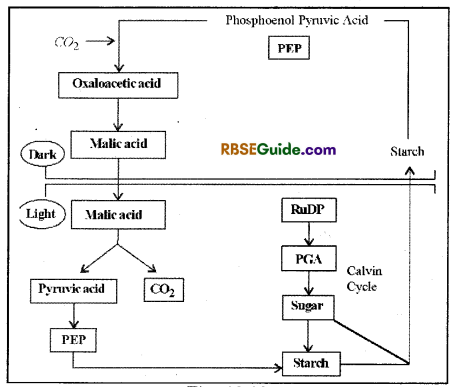 RBSE Class 12 Biology Notes Chapter 10 Photosynthesis Notes 34