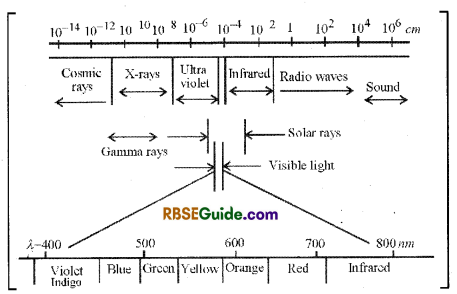 RBSE Class 12 Biology Notes Chapter 10 Photosynthesis Notes 8