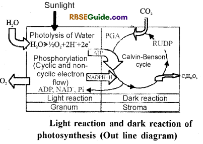 RBSE Class 12 Biology Notes Chapter 10 Photosynthesis Notes 9