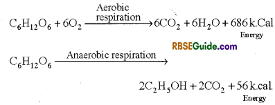 RBSE Class 12 Biology Notes Chapter 11 Respiration Notes 1