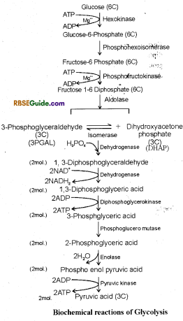 RBSE Class 12 Biology Notes Chapter 11 Respiration Notes 16