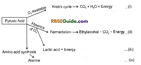 RBSE Class 12 Biology Notes Chapter 11 Respiration Notes 17