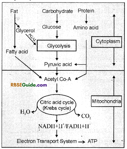 RBSE Class 12 Biology Notes Chapter 11 Respiration Notes 42