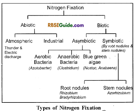 RBSE Class 12 Biology Notes Chapter 12 Nitrogen Metabolism and Nitrogen Cycle Notes 1