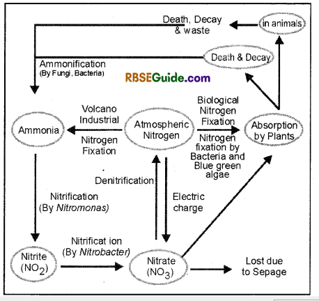 RBSE Class 12 Biology Notes Chapter 12 Nitrogen Metabolism and Nitrogen Cycle Notes 11