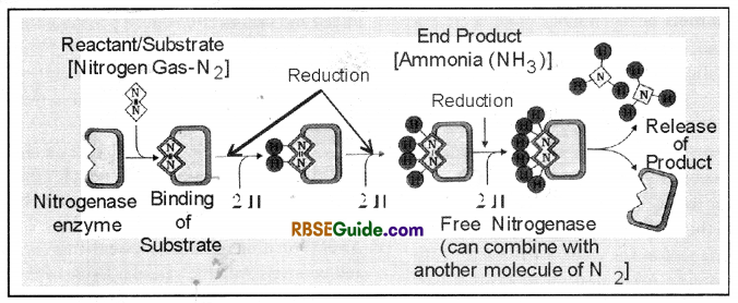 RBSE Class 12 Biology Notes Chapter 12 Nitrogen Metabolism and Nitrogen Cycle Notes 5