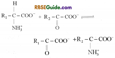 RBSE Class 12 Biology Notes Chapter 12 Nitrogen Metabolism and Nitrogen Cycle Notes 8