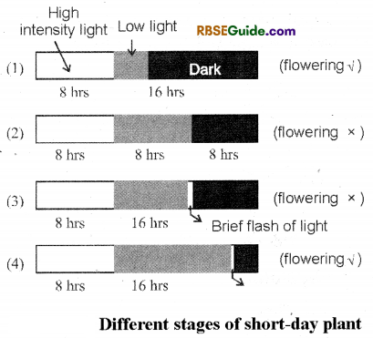 RBSE Class 12 Biology Notes Chapter 13 Plant Growth Notes 12