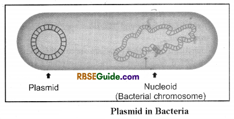 RBSE Class 12 Biology Notes Chapter 15 Genetic Engineering Notes 2