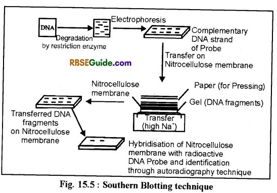 RBSE Class 12 Biology Notes Chapter 15 Genetic Engineering Notes 7