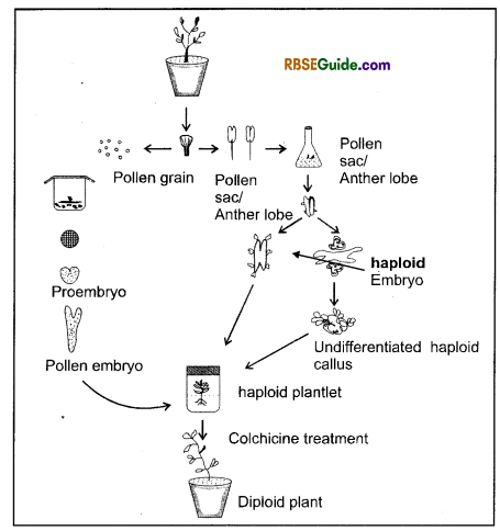 RBSE Class 12 Biology Notes Chapter 16 Plant Tissue Culture 1