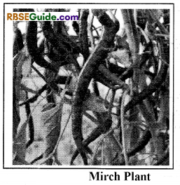 RBSE Class 12 Biology Notes Chapter 18 Oil, Fibres, Spices and Medicine Producing Plants 11