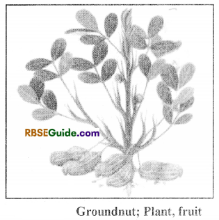 RBSE Class 12 Biology Notes Chapter 18 Oil, Fibres, Spices and Medicine Producing Plants 2