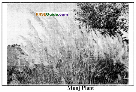 RBSE Class 12 Biology Notes Chapter 18 Oil, Fibres, Spices and Medicine Producing Plants 5