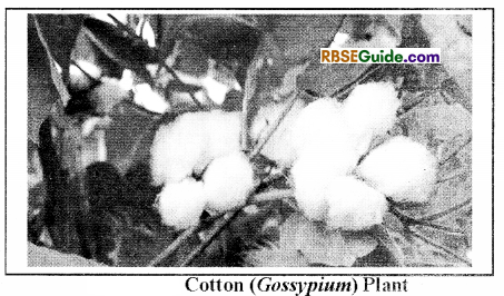 RBSE Class 12 Biology Notes Chapter 18 Oil, Fibres, Spices and Medicine Producing Plants 6