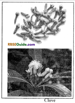 RBSE Class 12 Biology Notes Chapter 18 Oil, Fibres, Spices and Medicine Producing Plants 8