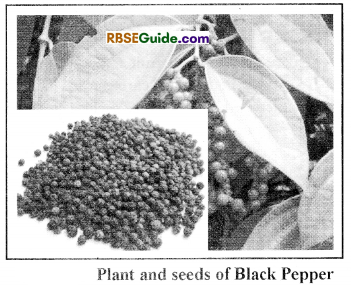 RBSE Class 12 Biology Notes Chapter 18 Oil, Fibres, Spices and Medicine Producing Plants 9