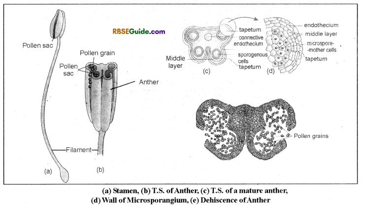RBSE Class 12 Biology Notes Chapter 2 Male and Female Gametophyte Structure and Development 1