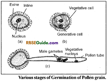 RBSE Class 12 Biology Notes Chapter 2 Male and Female Gametophyte Structure and Development 4