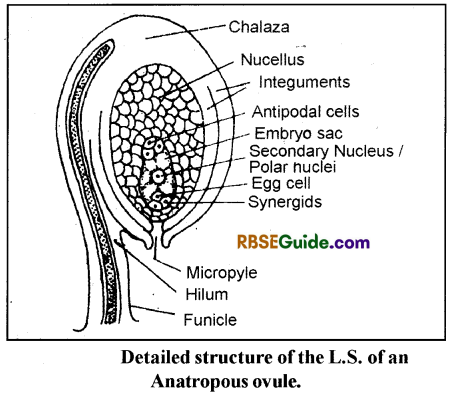 RBSE Class 12 Biology Notes Chapter 2 Male and Female Gametophyte Structure and Development 5