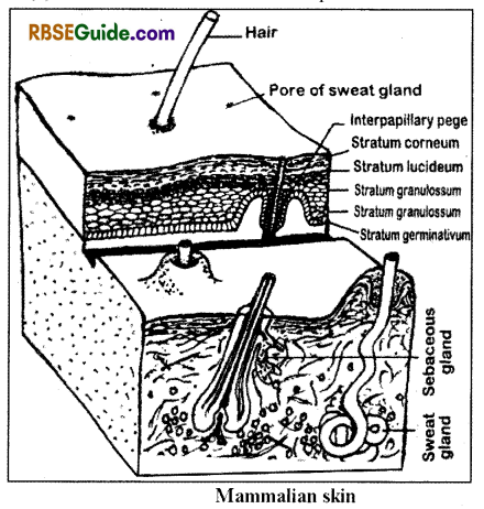 RBSE Class 12 Biology Notes Chapter 21 Human Integumentary System 1