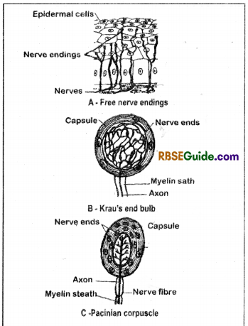 RBSE Class 12 Biology Notes Chapter 21 Human Integumentary System 3