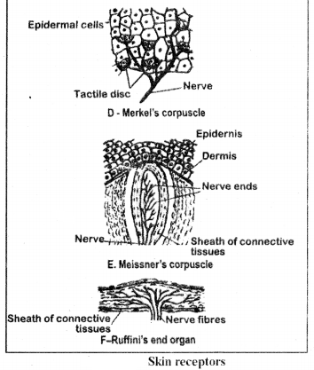 RBSE Class 12 Biology Notes Chapter 21 Human Integumentary System 4
