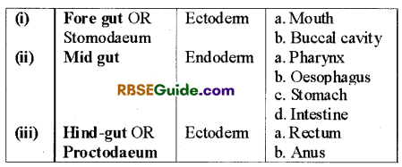 RBSE Class 12 Biology Notes Chapter 22 Man-Digestive System 17