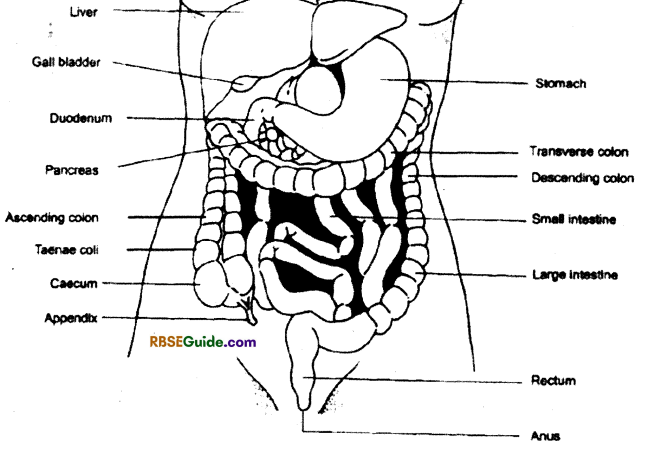 RBSE Class 12 Biology Notes Chapter 22 Man-Digestive System 2