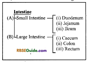 RBSE Class 12 Biology Notes Chapter 22 Man-Digestive System 4