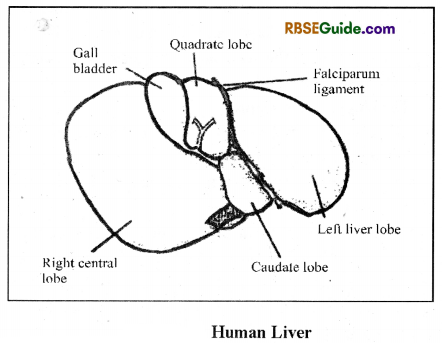 RBSE Class 12 Biology Notes Chapter 22 Man-Digestive System 7