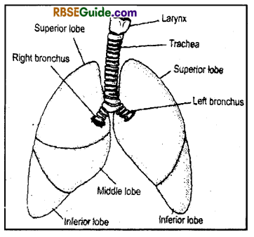 RBSE Class 12 Biology Notes Chapter 23 Man-Respiratory System 2